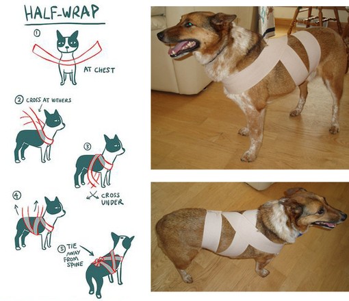 dog_wrap