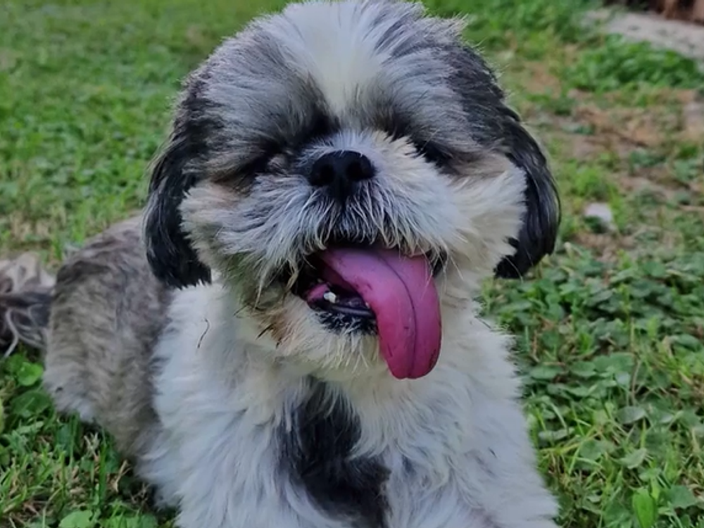 Útok psa: Tehotnú ženu zhodil na zem, jej malého psíka pripravil o život