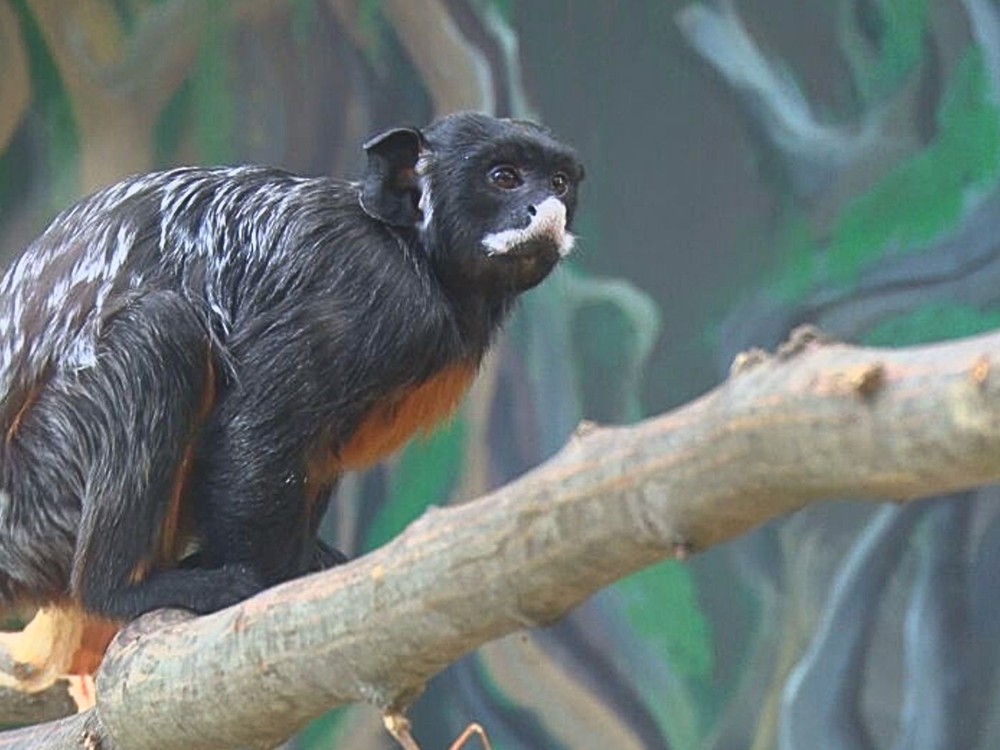 Neuveriteľný prípad: Ukradnutú opicu z francúzskej ZOO našli na Slovensku