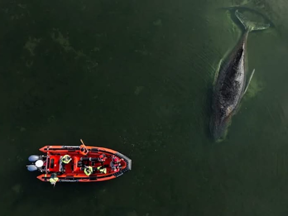 TIMMY je voľný. Uviaznutý keporkak sa dokázal oslobodiť