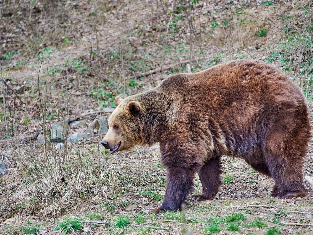 Svadobné plány im prekazil smrteľný útok medveďa. Ženu vytiahol zo stanu priamo pred očami snúbenca