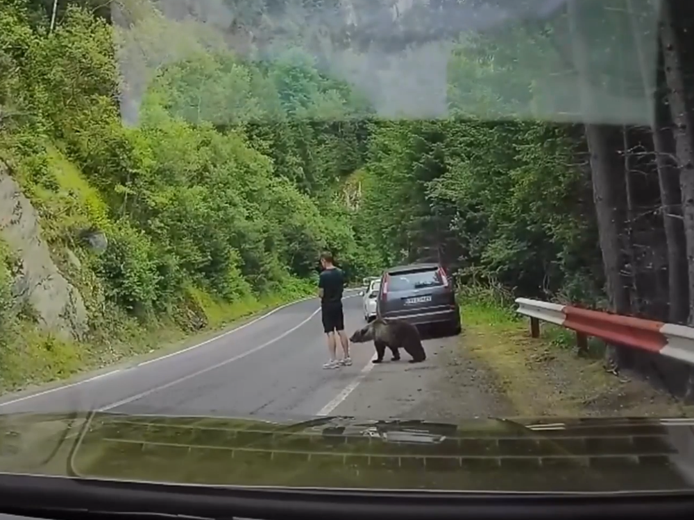 Medveď vyšiel z kríkov priamo k turistovi a pohrýzol ho do lýtka: Muž si ho najprv nevšimol