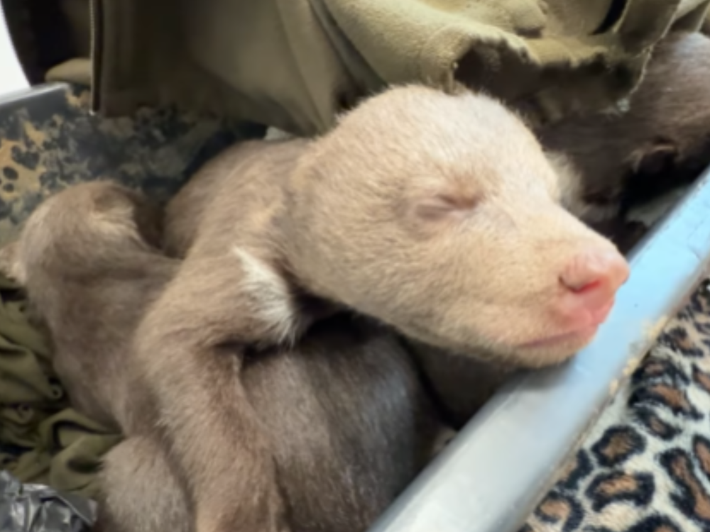 Po zastrelenej medvedici našli mláďatá, ich osud je jasný