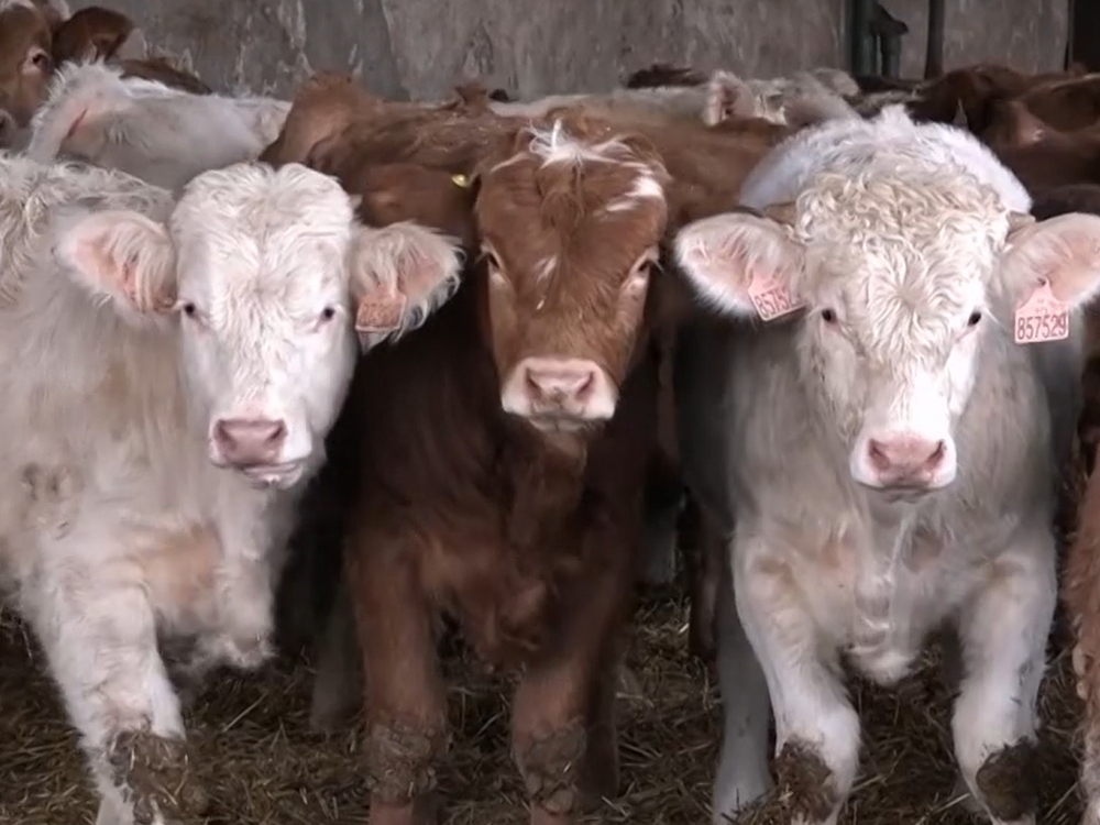 Veterinári u susedov potvrdili prvý prípad vírusu Shamonda v chove hovädzieho dobytka