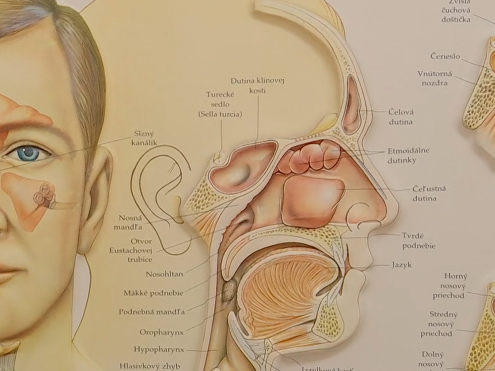 Dusivá jar pre alergikov: Odborníci varujú pred dlhšou a silnejšou sezónou