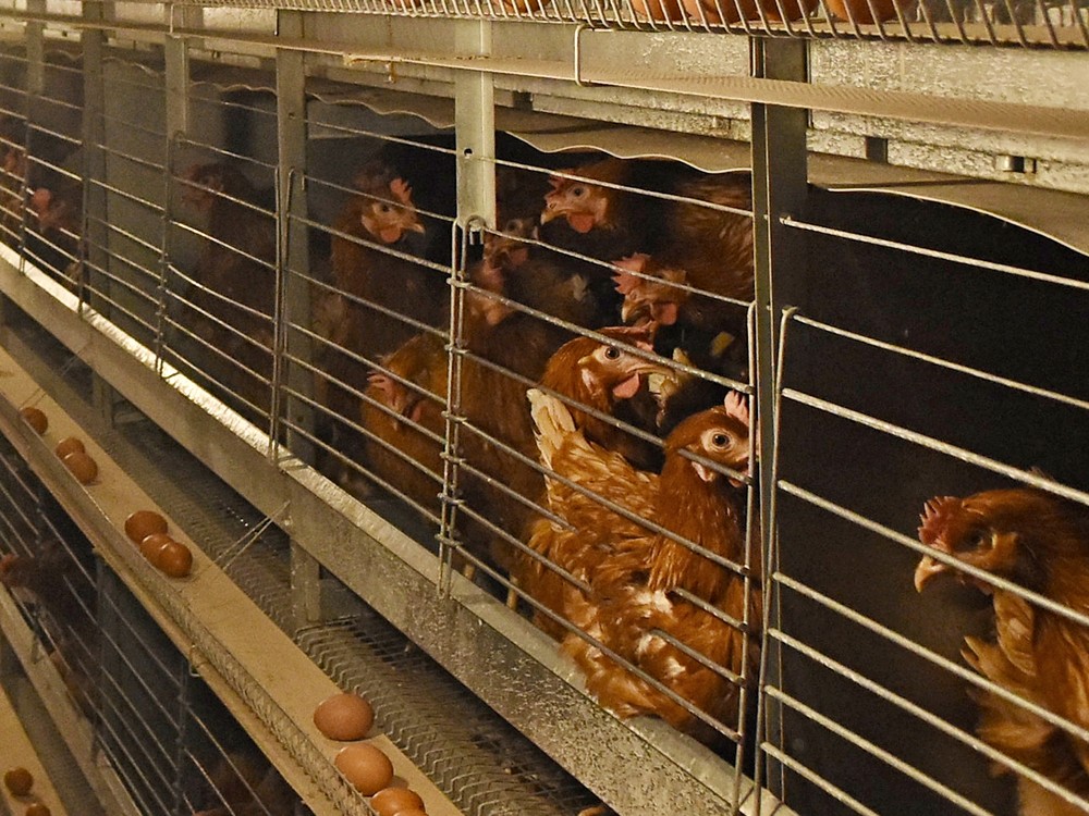 Na Kysuciach zaznamenali pseudomor hydiny v súkromnom drobnochove