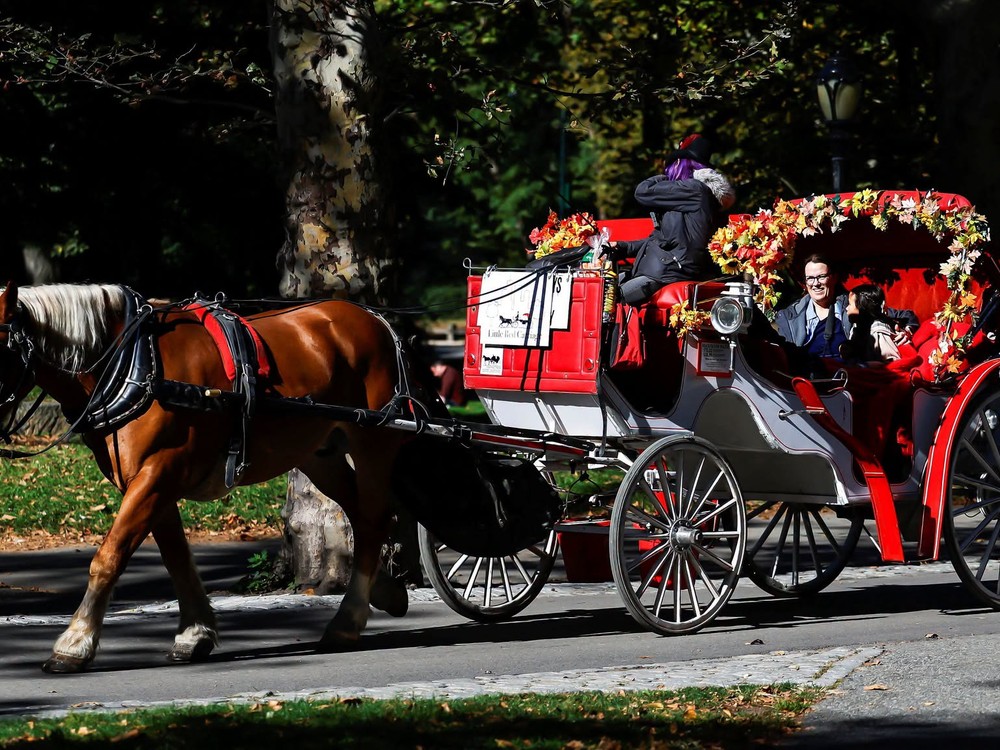 Koniec legendárnej atrakcie v New Yorku? Mesto schválilo zákaz konských povozov