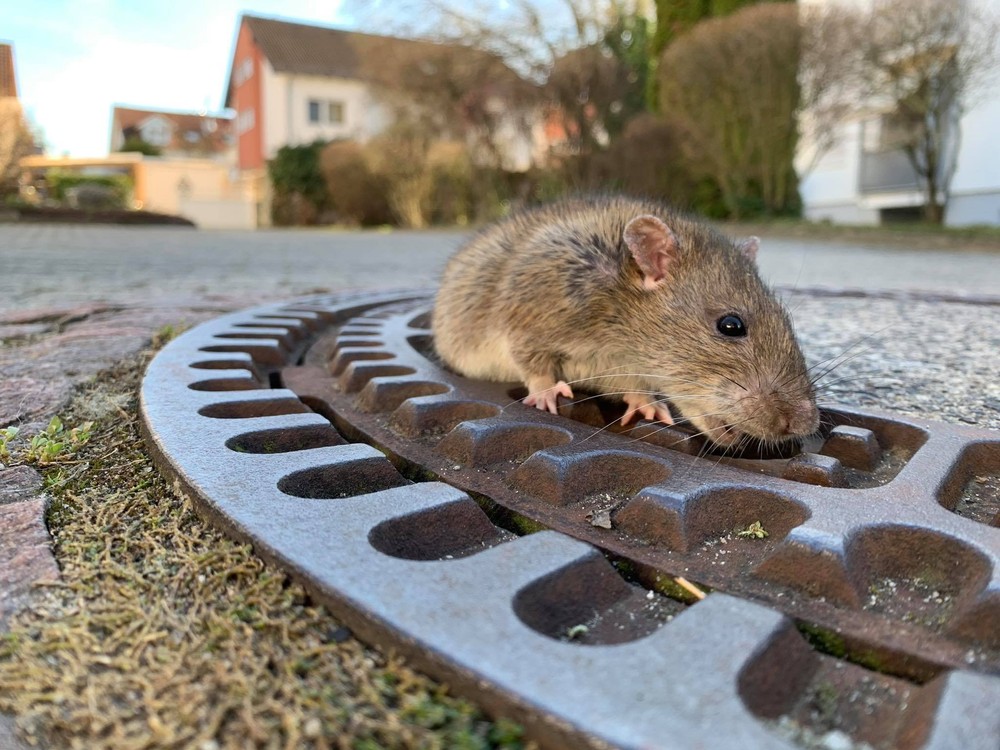 12 infekciíí, ktoré NIE SÚ NÁKAZLIVÉ. Kedy sa nemusíte báť prenosu od iného človeka?