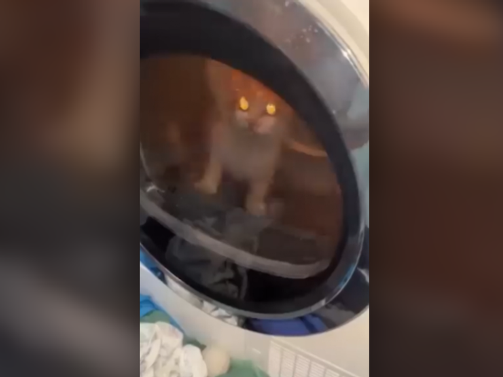 Mladíci z Česka utýrali mačku v sušičke, ohavný čin si nakrútili