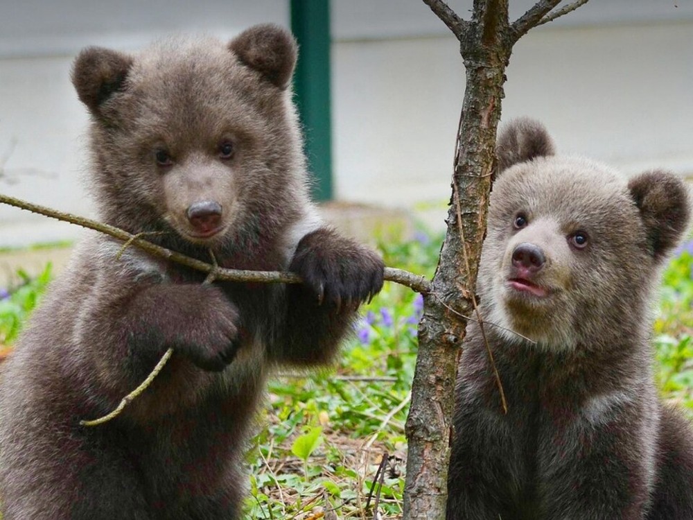 Osirelé medvieďatká dostali krásne MENÁ