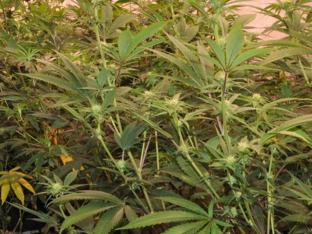 Prelomová štúdia: Marihuana nepomáha pri duševných poruchách, naopak, môže ich vyvolať