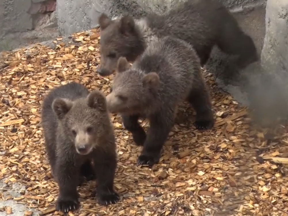 Zachránené medvieďatká v bojnickej ZOO môžu v návštevníci vidieť už aj naživo