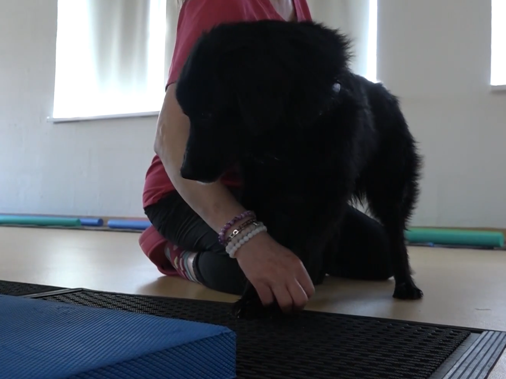 Keď ide o každú labku: Rehabilitácia vracia psíkom život