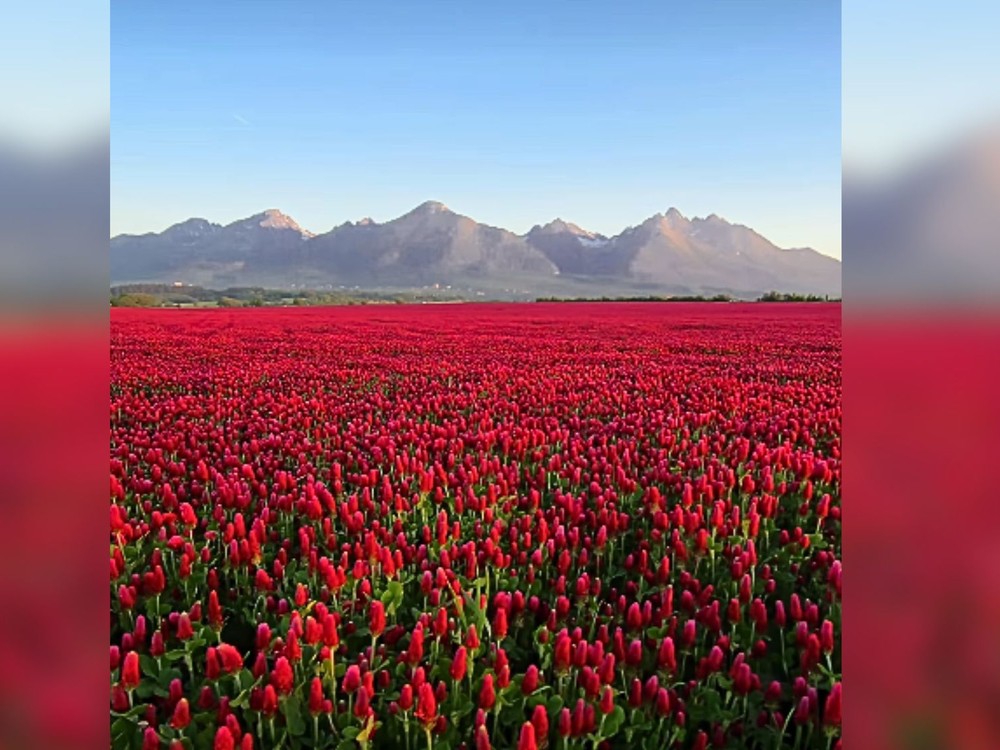 Červené polia pod Tatrami pobláznili internet. Ľudia ich ničia kvôli fotografiám