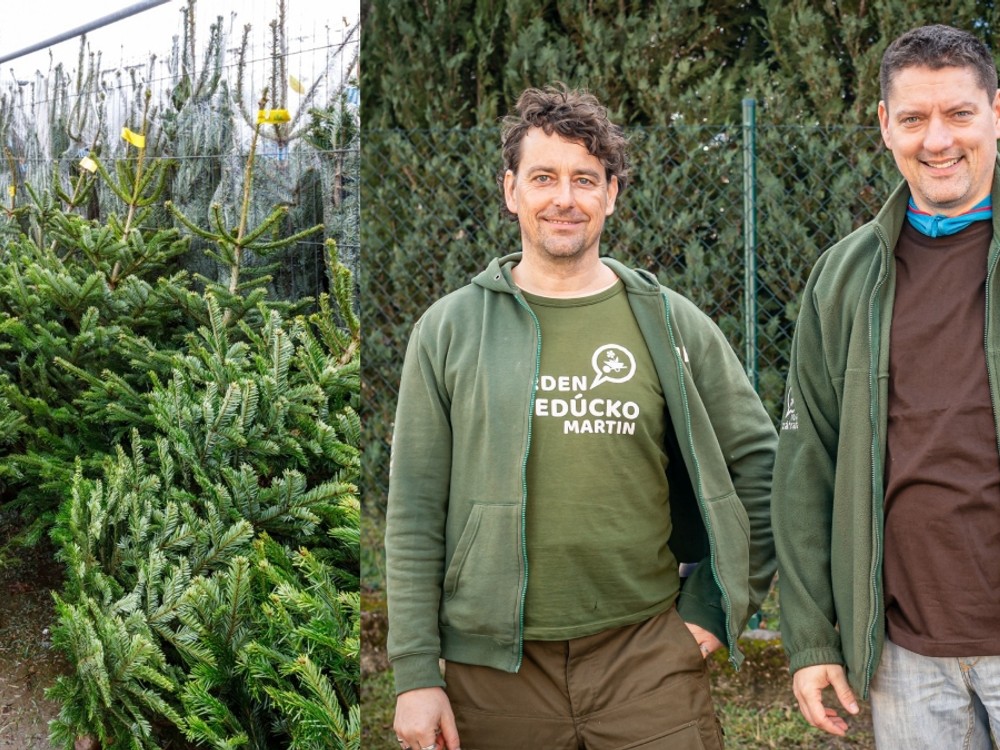 Viete, ako vybrať dokonalý vianočný stromček? Máme tipy, ktoré vám ušetria peniaze i nervy!