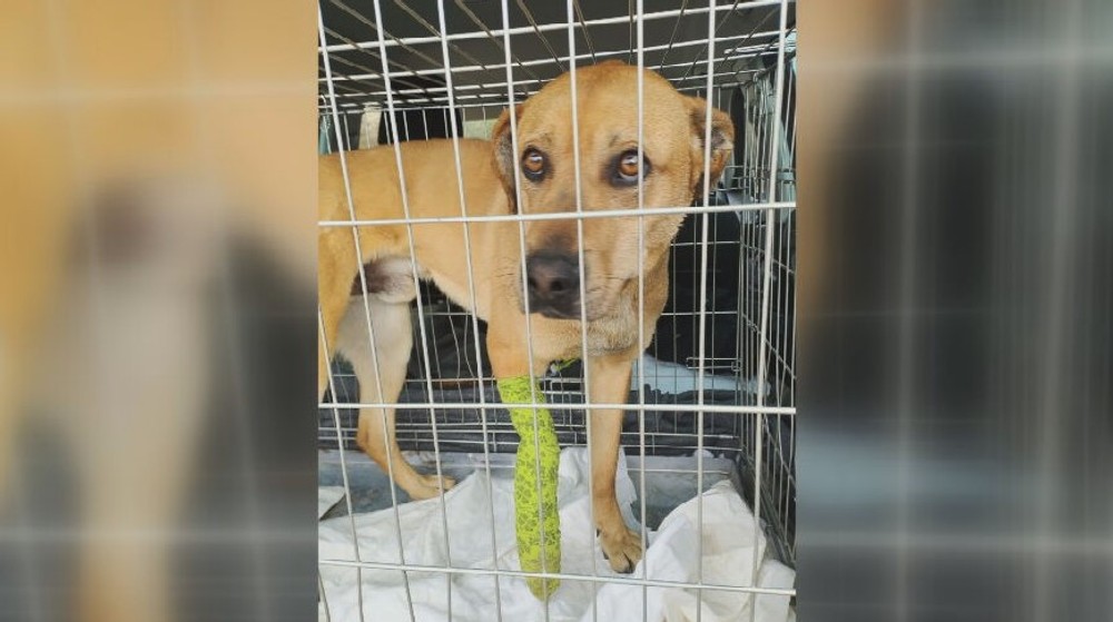 KN Zneuzite tyrane zvierata (3)