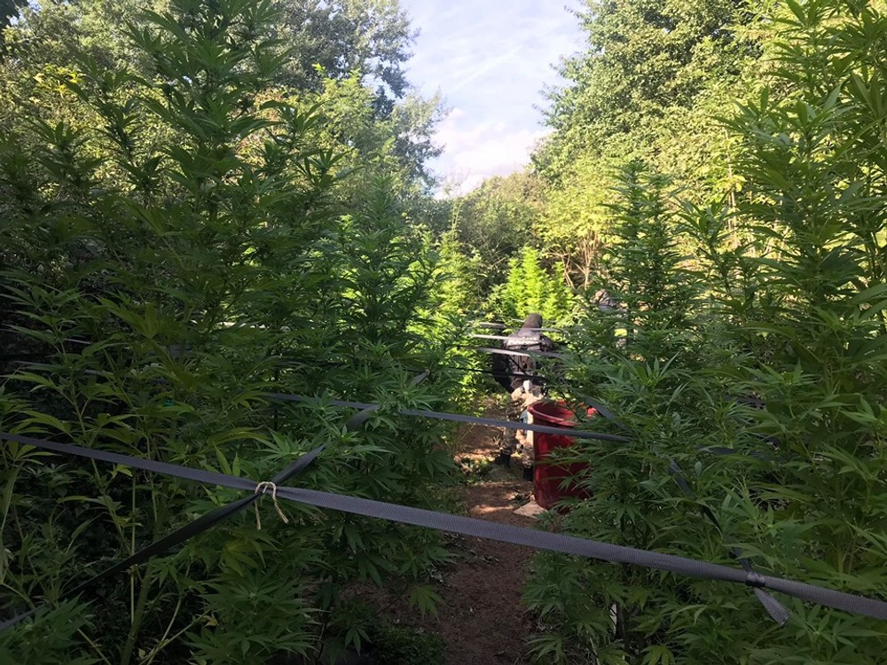 Kriminalisti chytili pestovateľa marihuany priamo v jeho záhradke