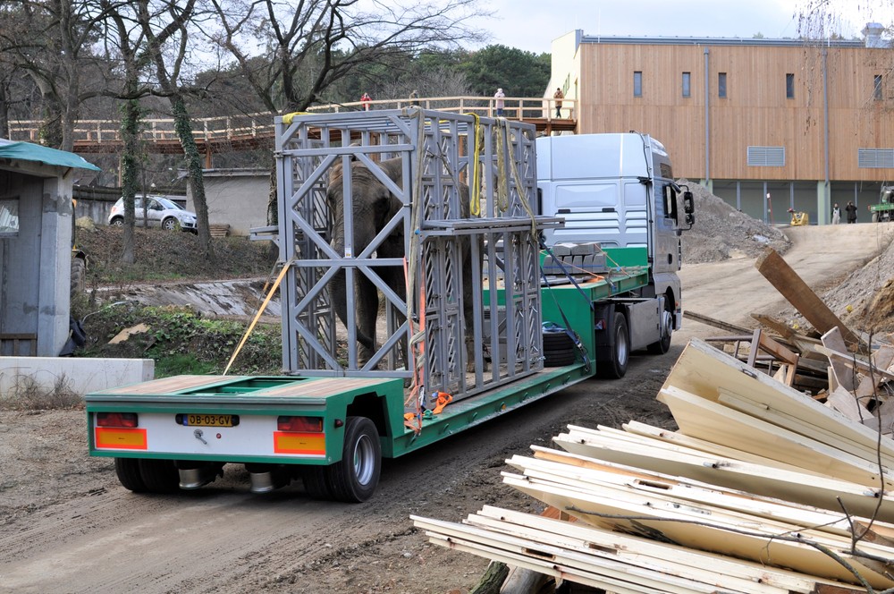 Sťahovanie slonov v ZOO Bojnice
