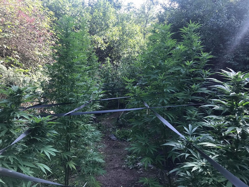 Kriminalisti chytili pestovateľa marihuany priamo v jeho záhradke