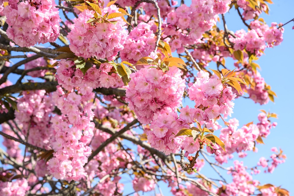 skrntr170425nr1123574