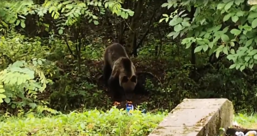 Už niekoľko dní Ružomberok pravidelne navštevuje mladý medveď. Neodplašia ho už ani policajné sirény