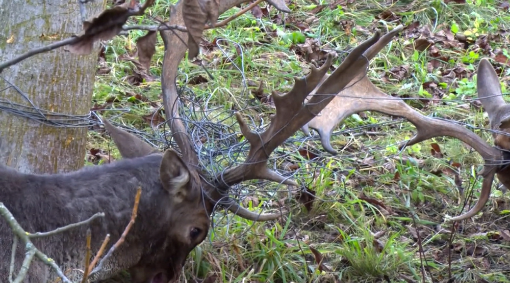 Poľovníci zachraňovali dvoch danielov. Vysileným zvieratám pomohli v poslednej chvíli