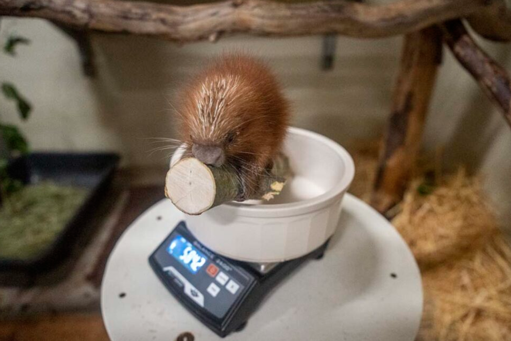 Mláďa dikobraza v Zoo vo Washingtone 3