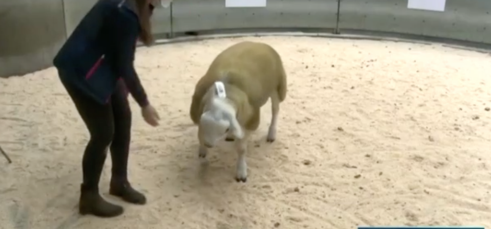 Najdrahší baranček na svete