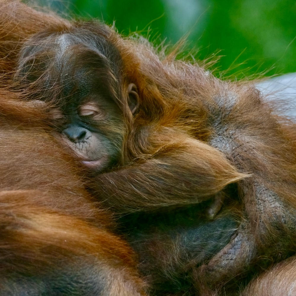 V bratislavskej zoo sa narodilo mláďa orangutana sumatrianskeho