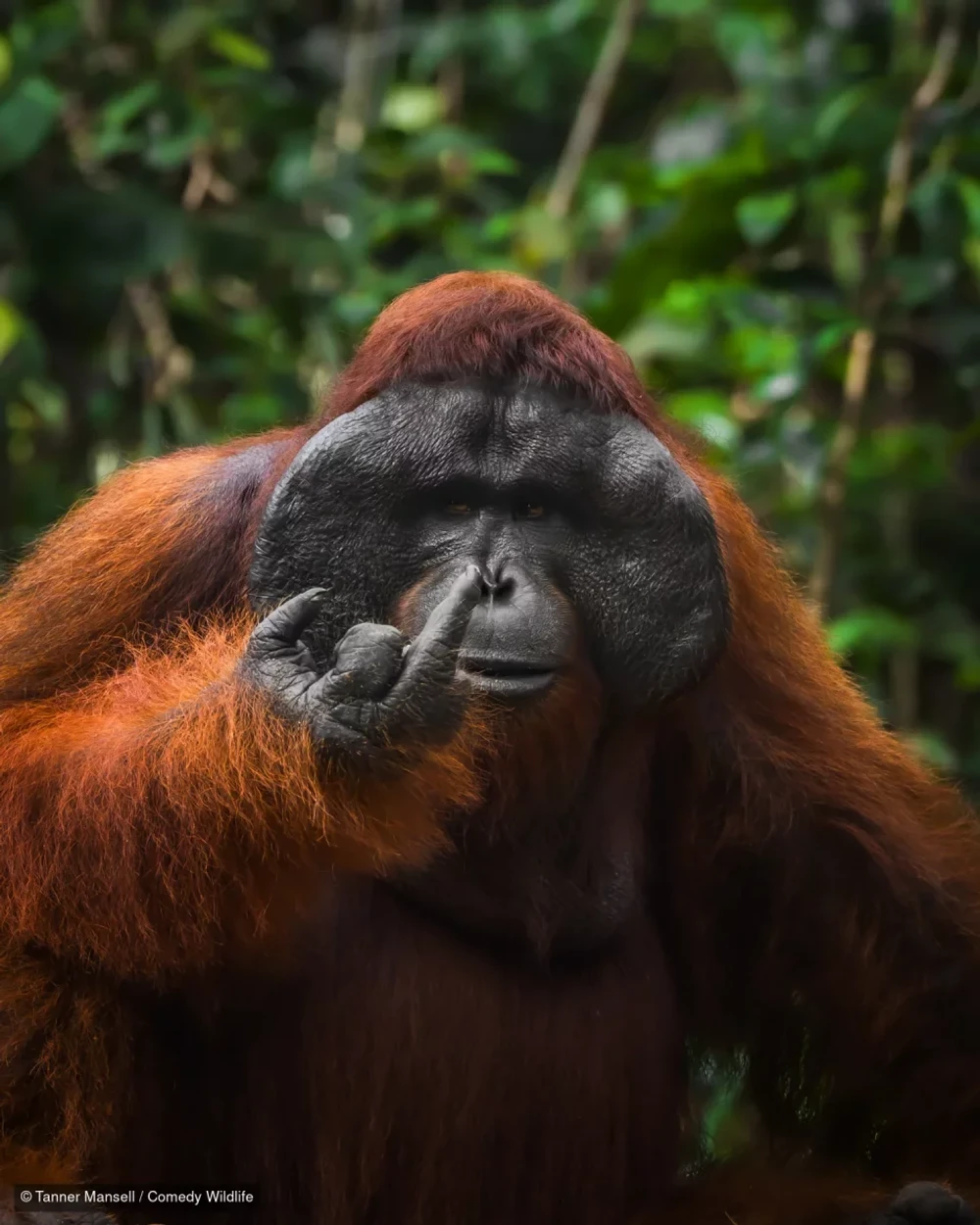 Zlý orangutan