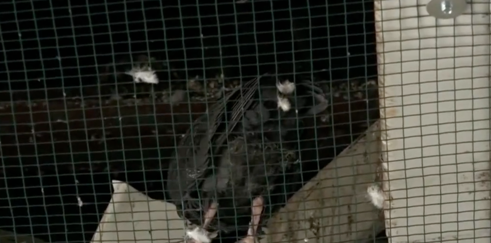 Uväznené holuby v košickej nemocnici