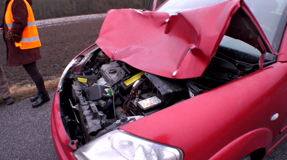 Cez vozovku plnú vozidiel sa prehnalo stádo jeleníc