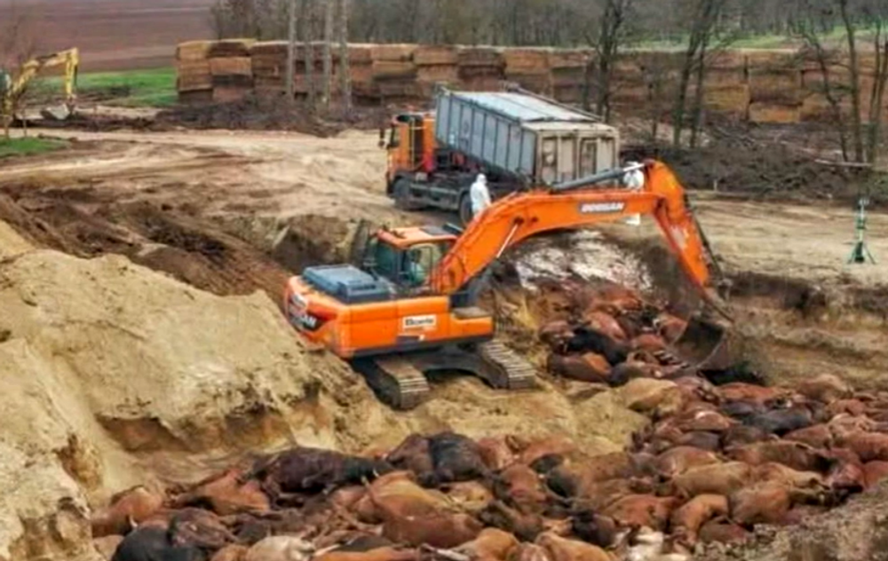 Jama pre utratený dobytok