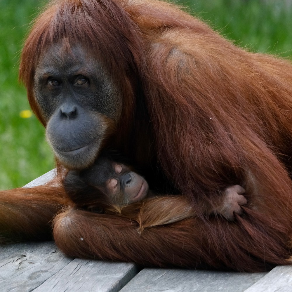 V bratislavskej zoo sa narodilo mláďa orangutana sumatrianskeho
