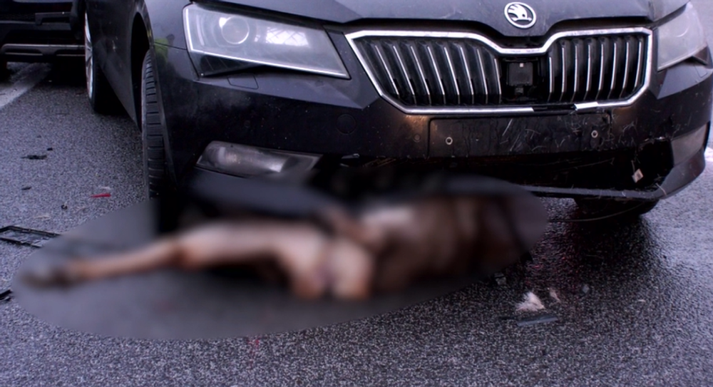 Cez vozovku plnú vozidiel sa prehnalo stádo jeleníc