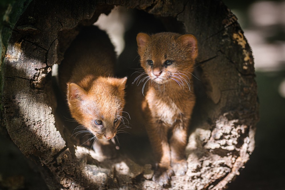 Mačiatka jaguarundi