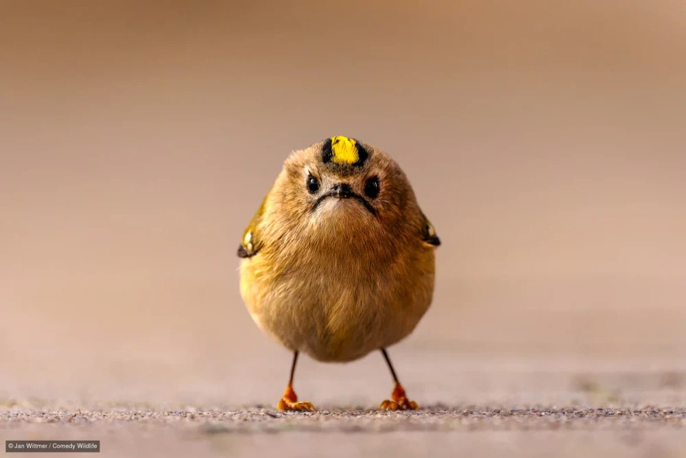 Angry bird