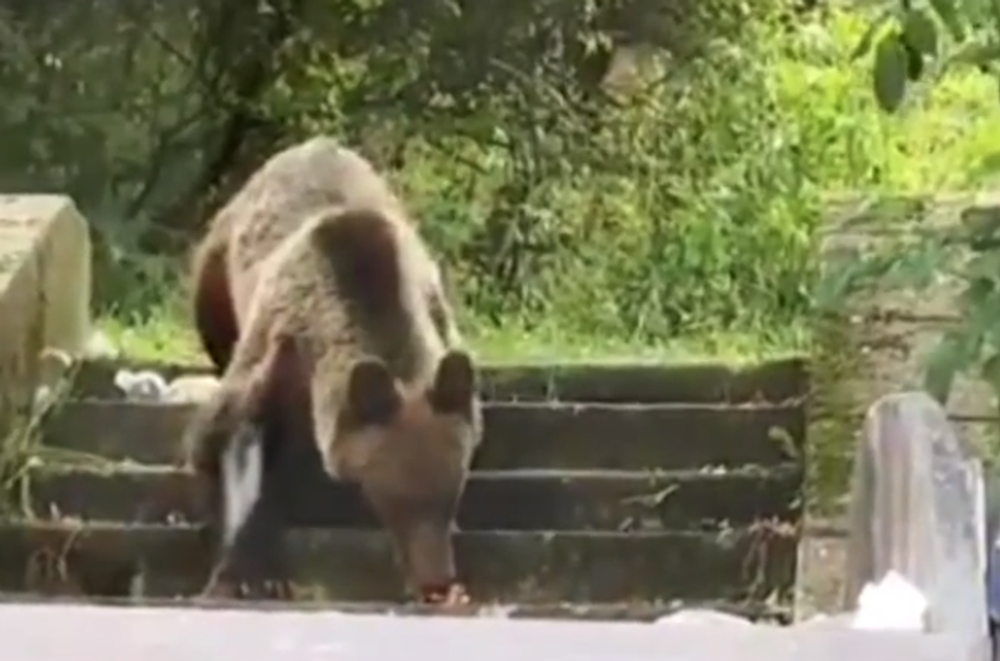 Už niekoľko dní Ružomberok pravidelne navštevuje mladý medveď. Neodplašia ho už ani policajné sirény