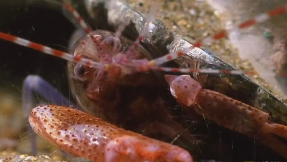 Pink Flloyd shrimp 1