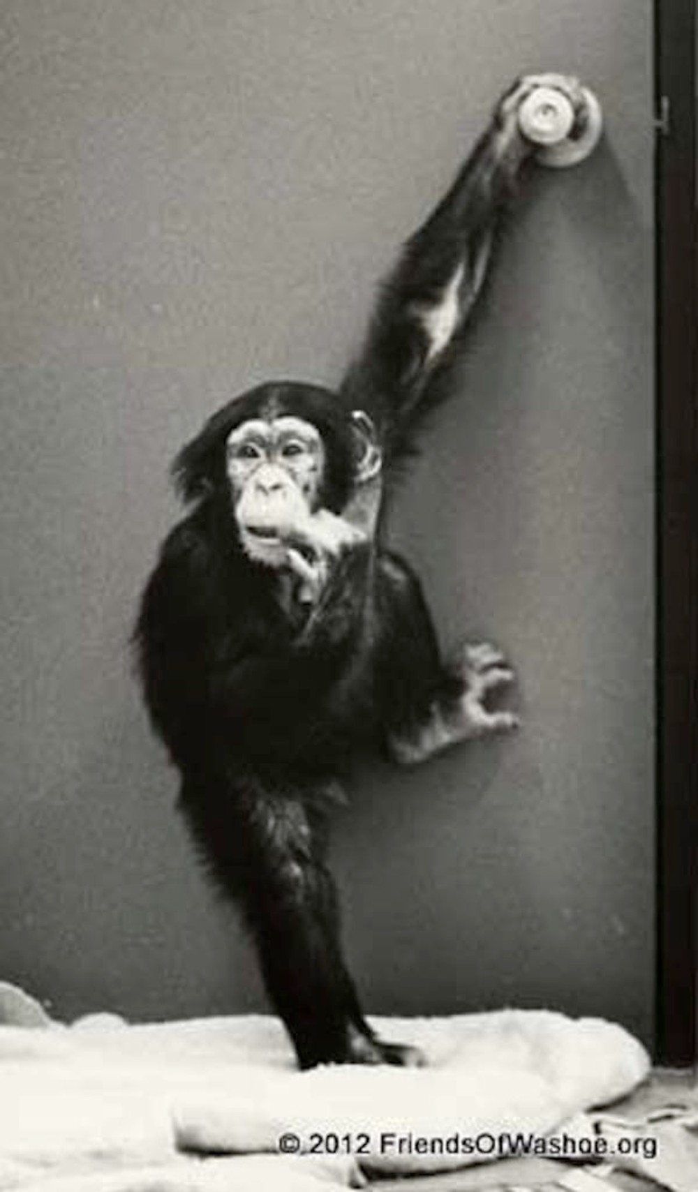 Washoe svojho syna začala sama od seba učiť posunkovej reči.