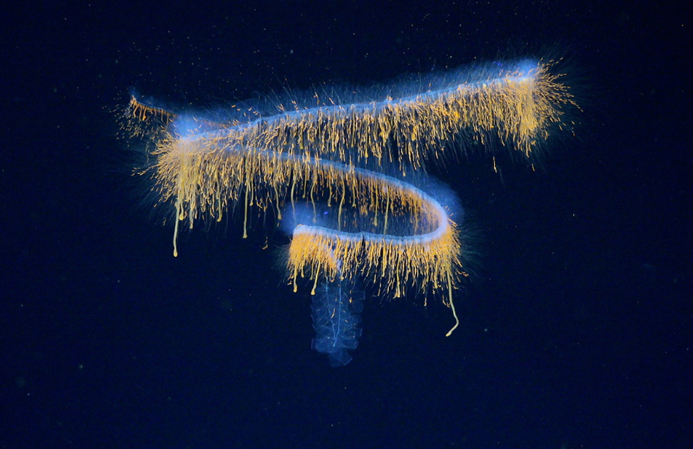 Siphonophore