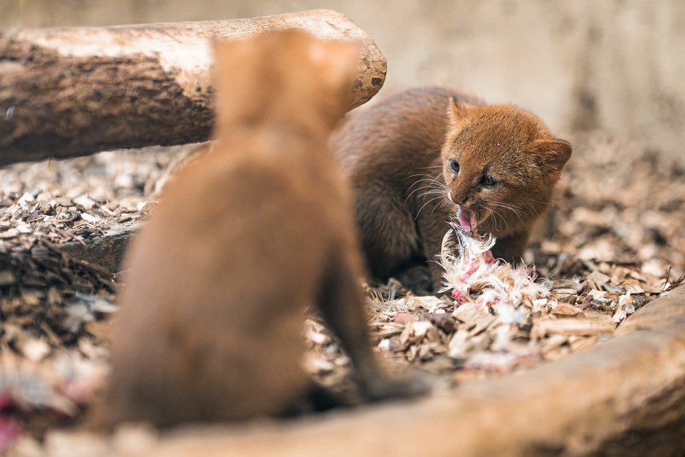 540080941_1185481350279688_5118218603339869957_n