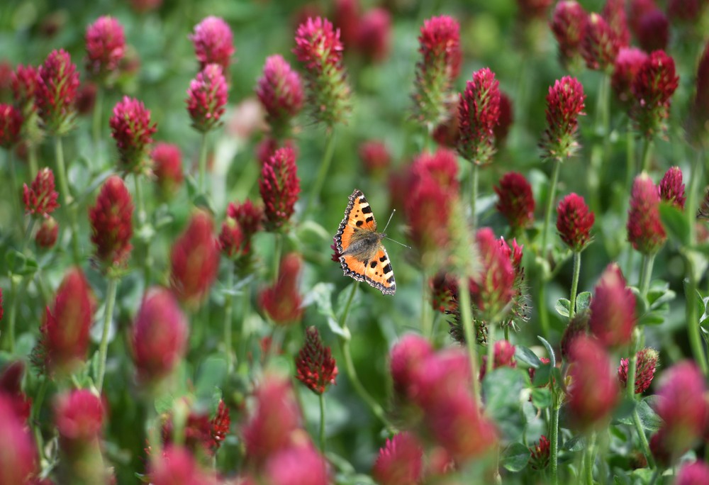 pole04_25_5_2024045913