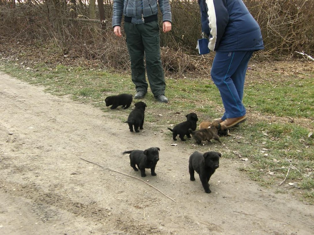 Pri Gabčíkove niekto vyhodil šteniatka k Dunaju, život im zachránila polícia