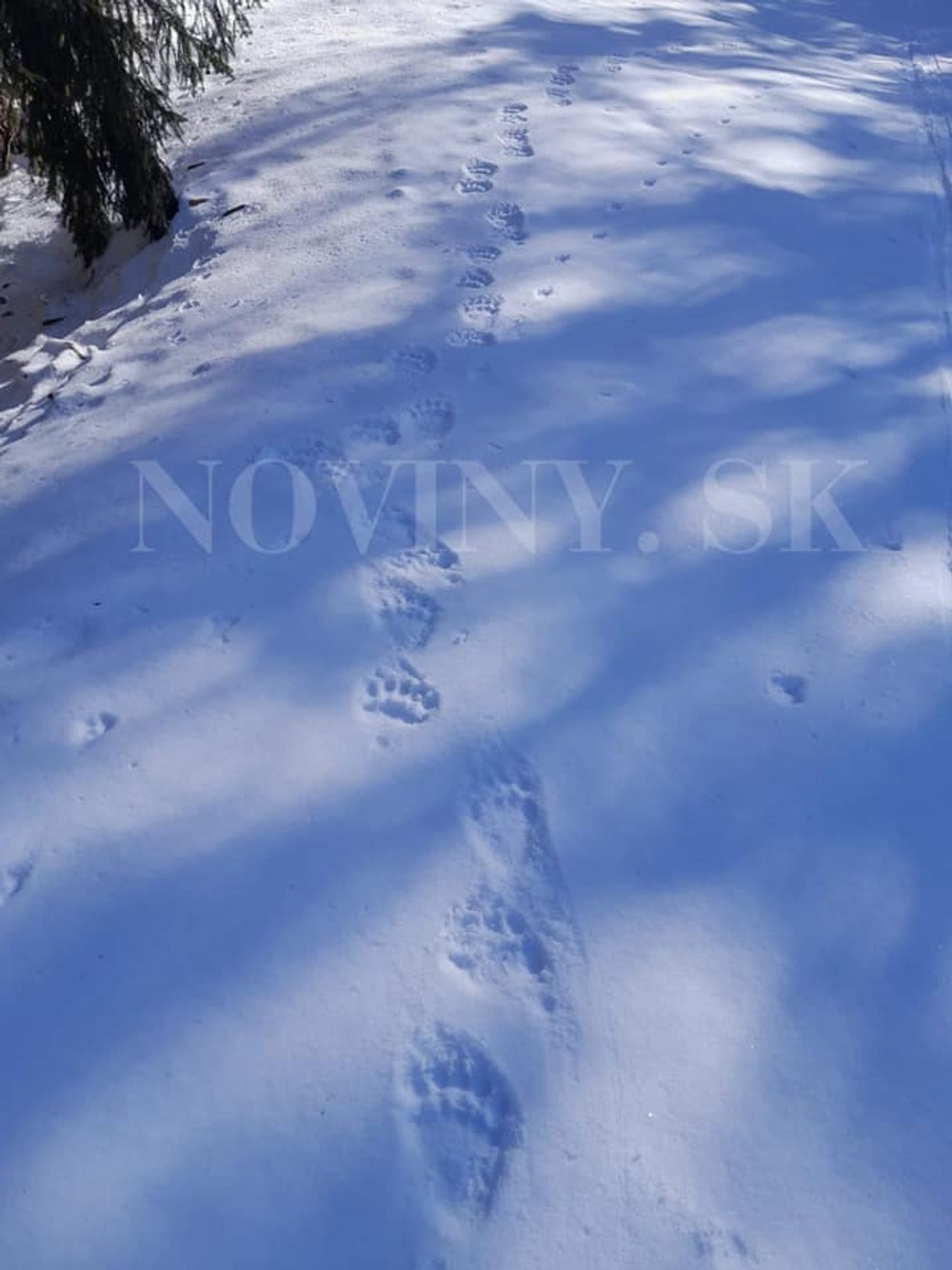 334260790_421470053529087_8019640099299901129_n