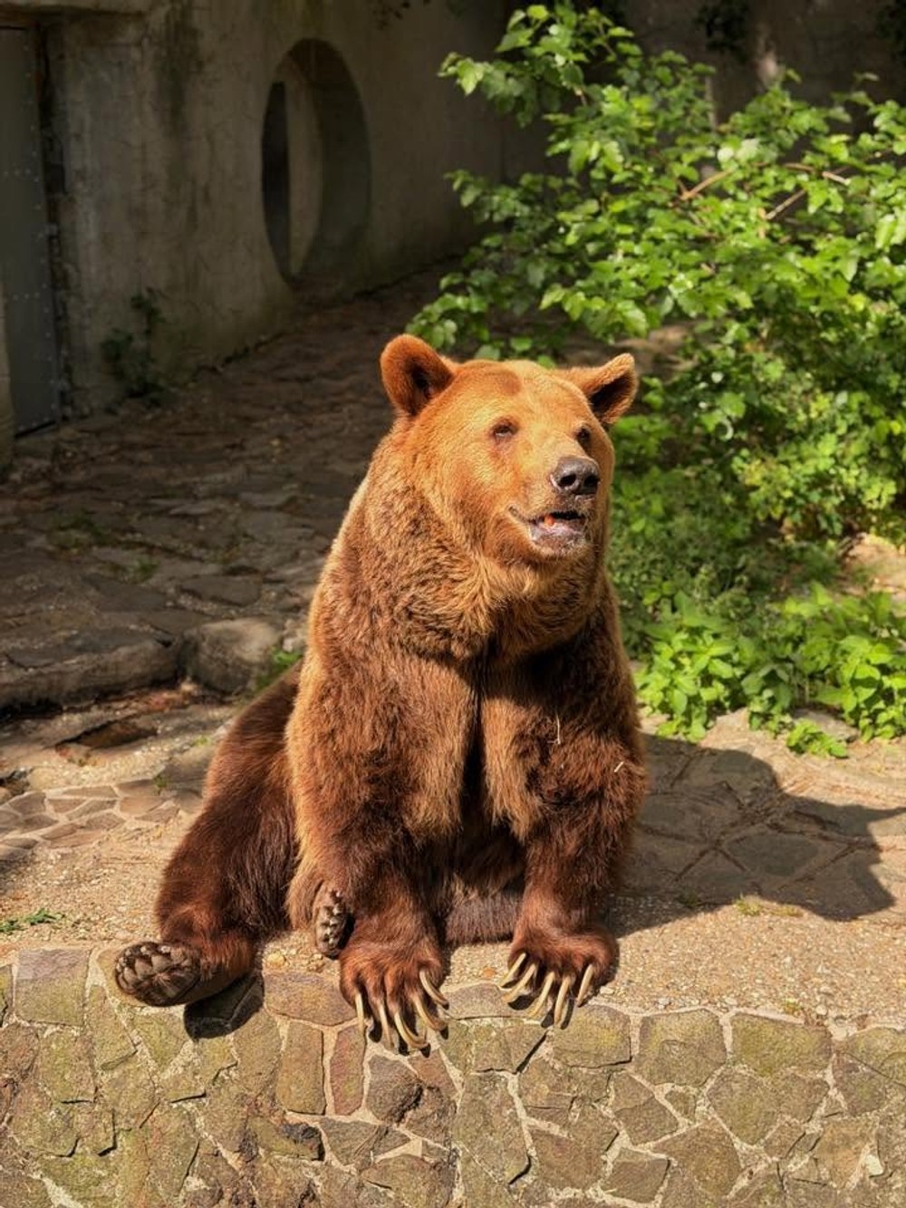 Medveď Felix