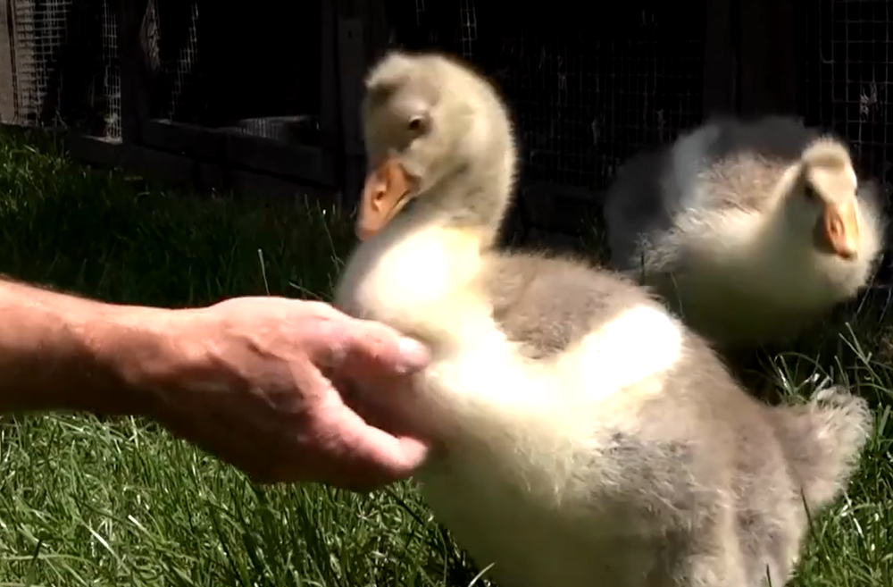 Záchranné stanice volajú o pomoc