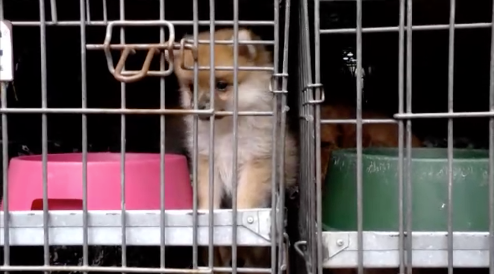 Takmer stovku šteniatok pochádzajúcich zo Slovenska našli v Nemecku. Prepravovali ich tam ilegálne