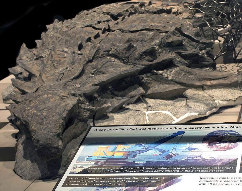 nodosaurus