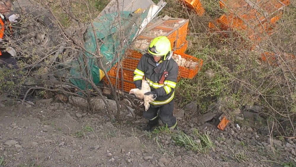 Prevrátený kamión s hydinou